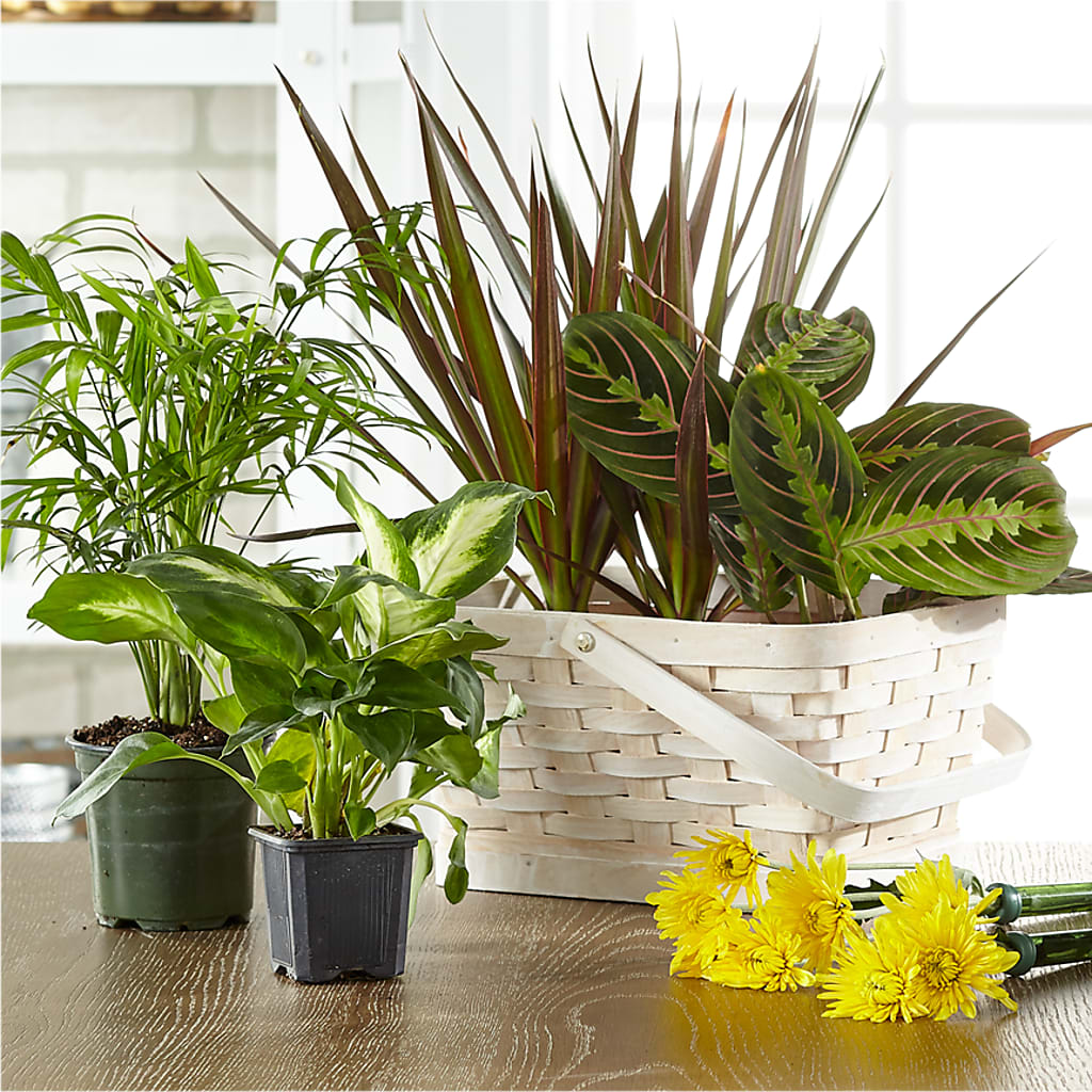 Florist Designed Blooming and Green Plants in a Basket – Rustic Daisy Floral, Pahrump NV