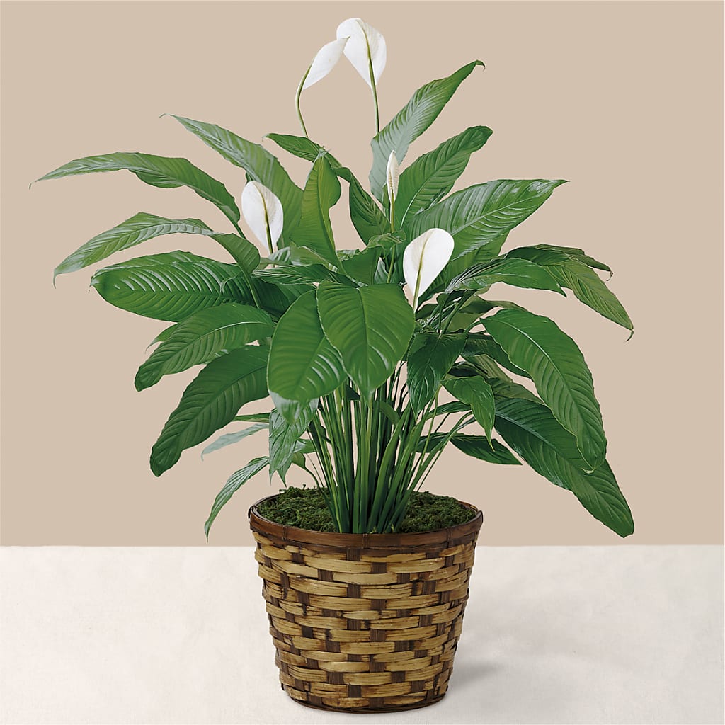 Tranquil Moments Peace Lily Plant – Rustic Daisy Floral, Pahrump NV