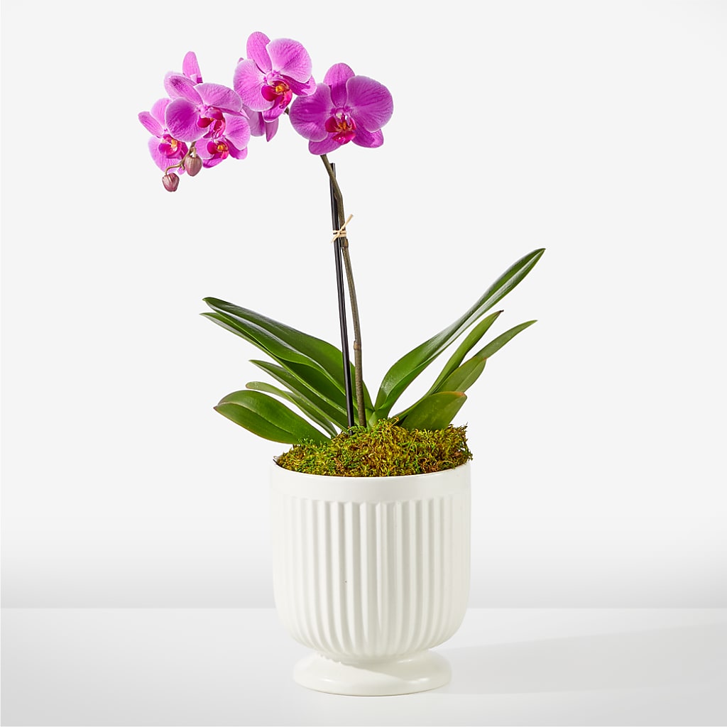 Friendly Fuchsia Orchid – Rustic Daisy Floral, Pahrump NV