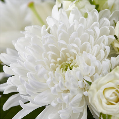 Classic Ivory – A Florist Original –  Rustic Daisy Floral, Pahrump NV